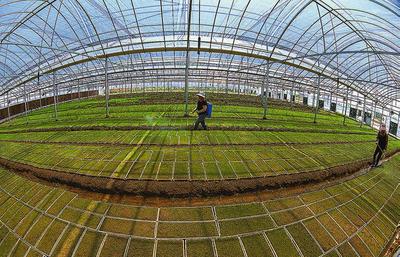 濱?？h大力推廣水稻工廠化育秧 種植技術開發助力農業現代化
