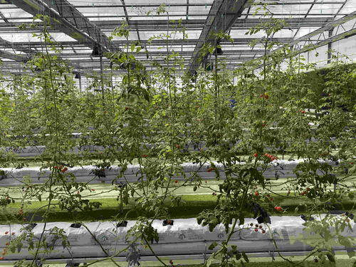 在北大荒，農產品有“絕活兒”——種植技術開發引領高質量發展