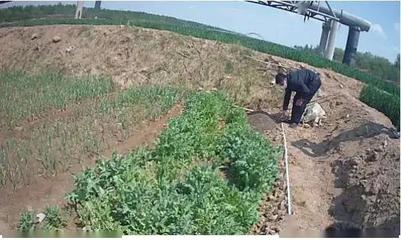 重要提醒！別再把它當野菜種植了！種植技術開發指南