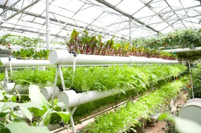 南寧市泰寧伶俐農民專業合作社 創新種植技術開發，助推農業現代化